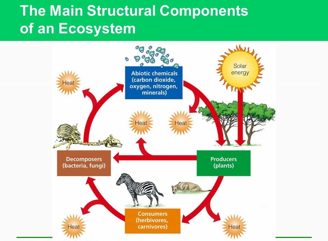 What Is Ecosystem And Its Components Your Info Master