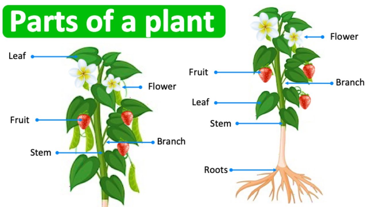 Unit 5 Plants Parts Of A Plant And Their Functions - vrogue.co