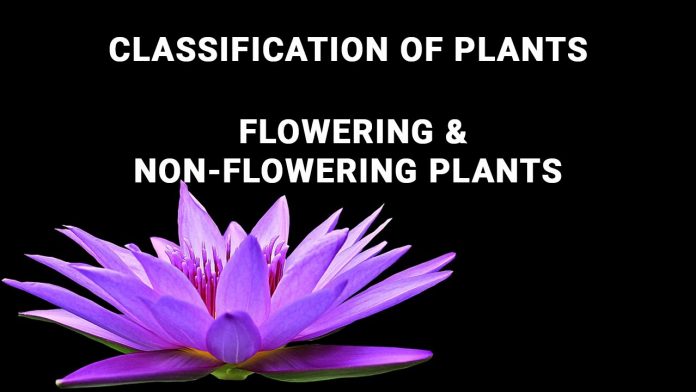 what-are-two-major-classification-of-plants-your-info-master