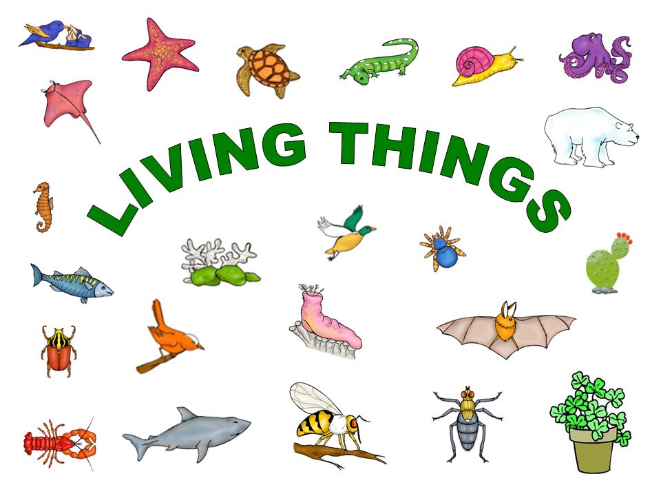 What Are The Characteristics Of Living Things Your Info Master