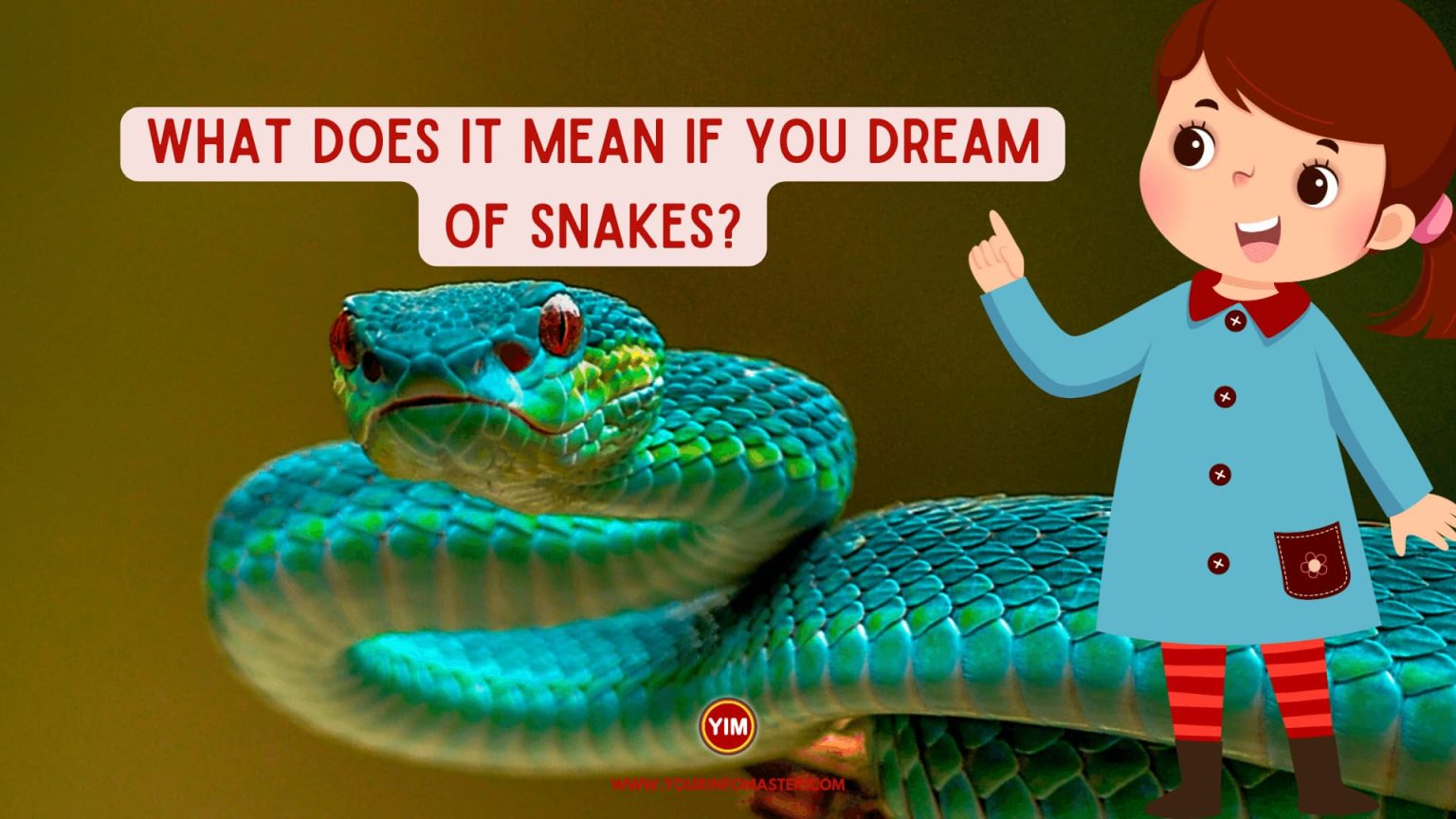 what-does-it-mean-if-you-dream-of-snakes-your-info-master