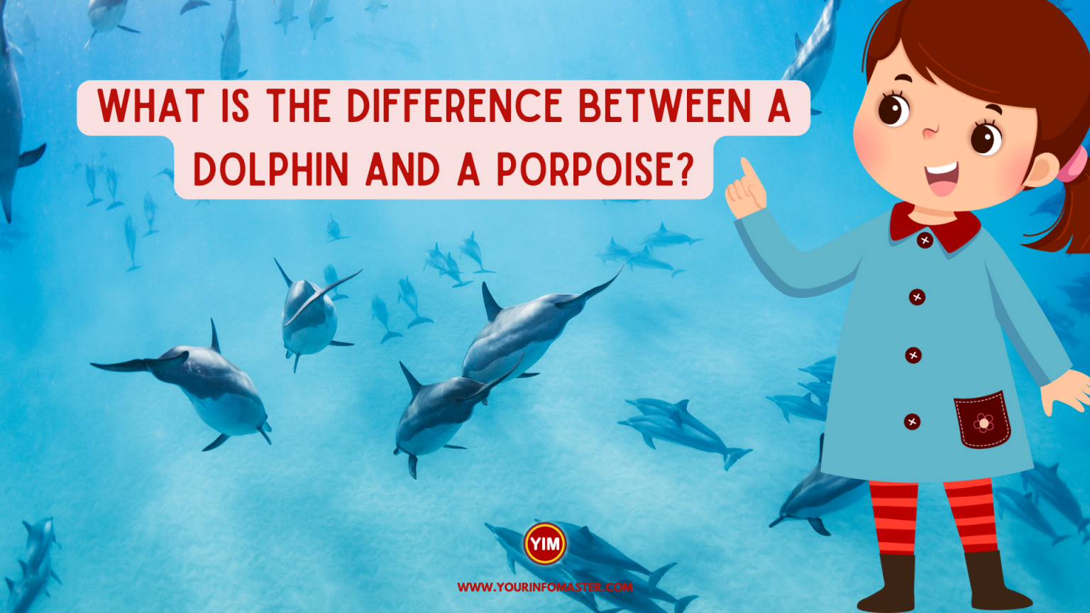 What is the difference between a dolphin and a porpoise? - Your Info Master