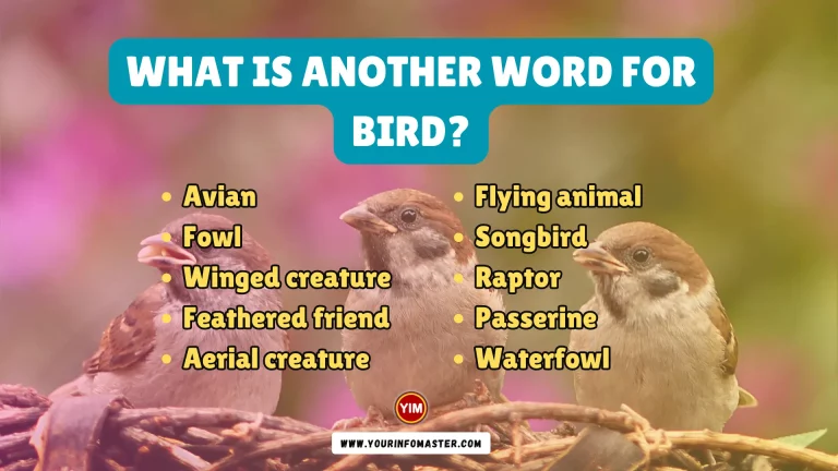 What is another word for Bird