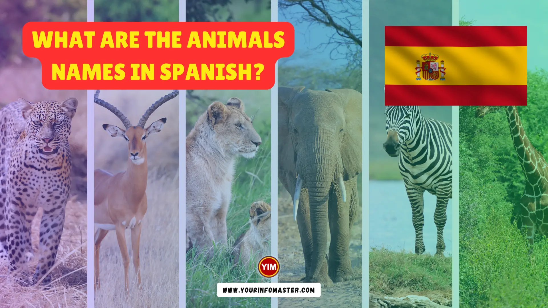 What Are The Animals Names In Spanish Your Info Master